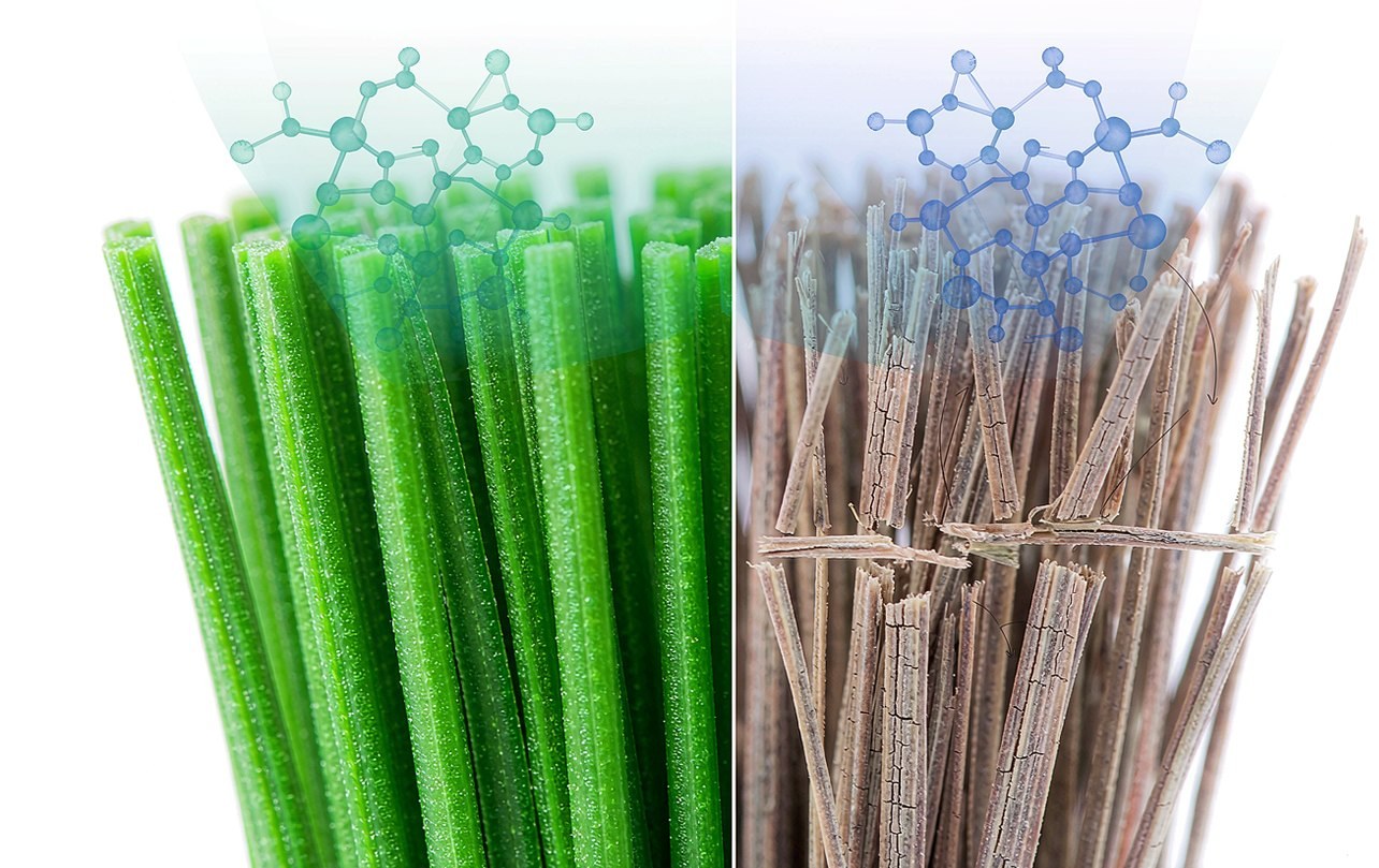 老化与未老化草丝的截面差异：分子链完整 vs 断裂脆化